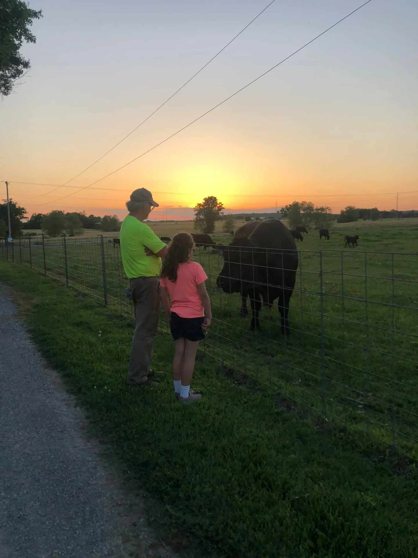 Healthy cattle on pasture