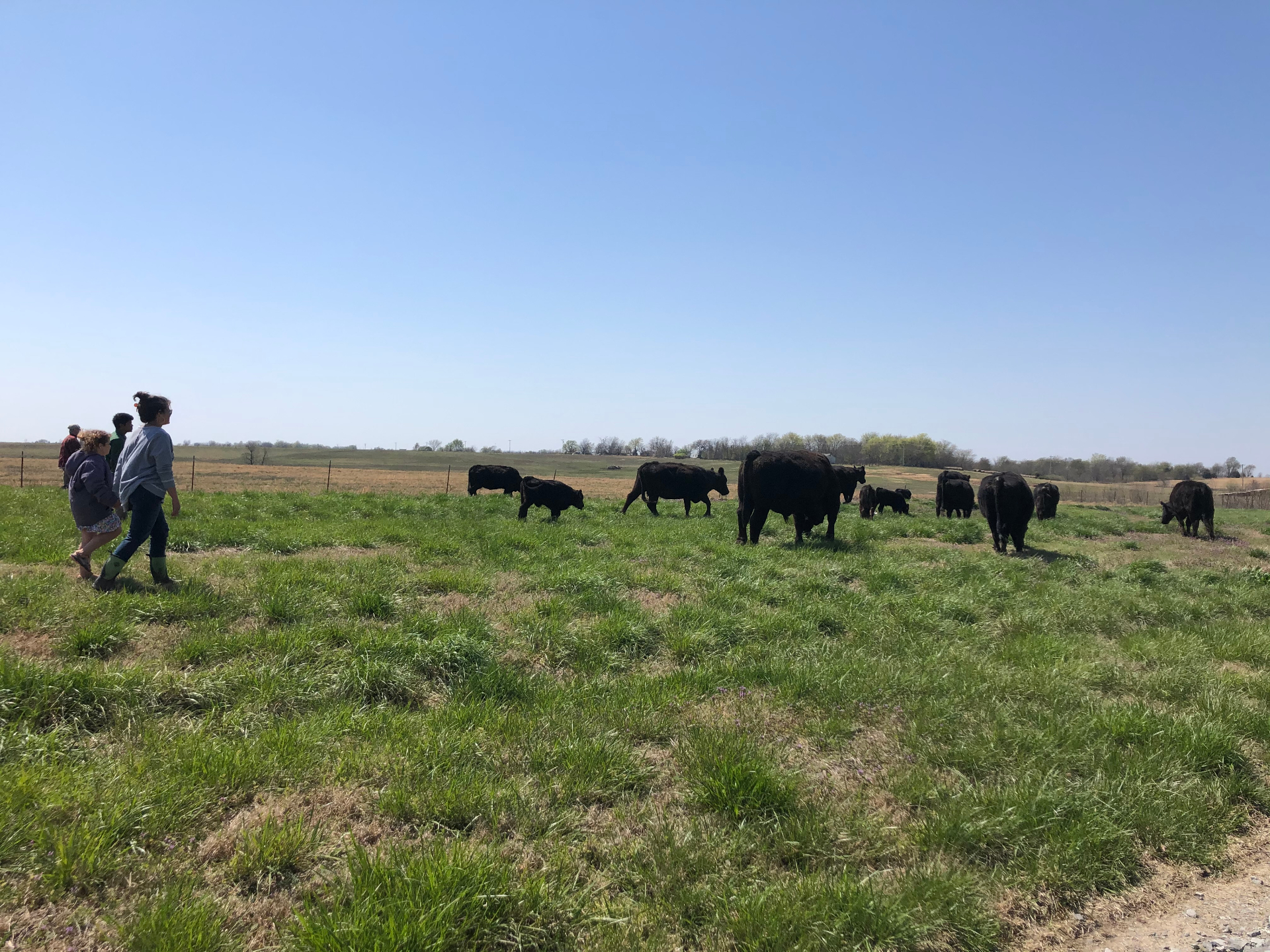 Barr family walking the pasture with the herd
